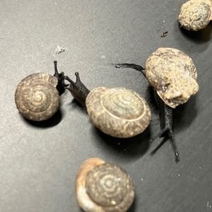 Meet your Posher, Ella